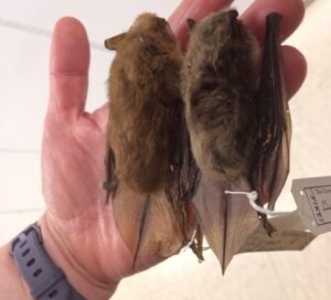 two little brown bats - August 2018
